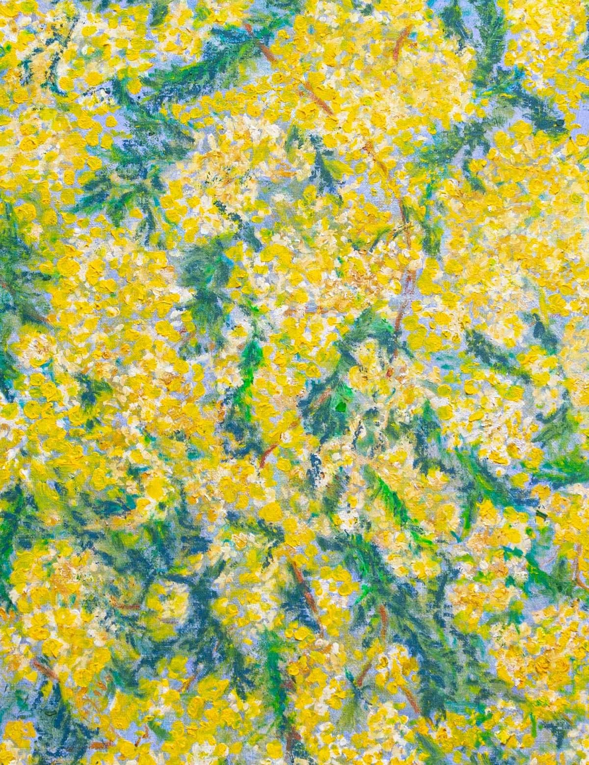 Mimosa