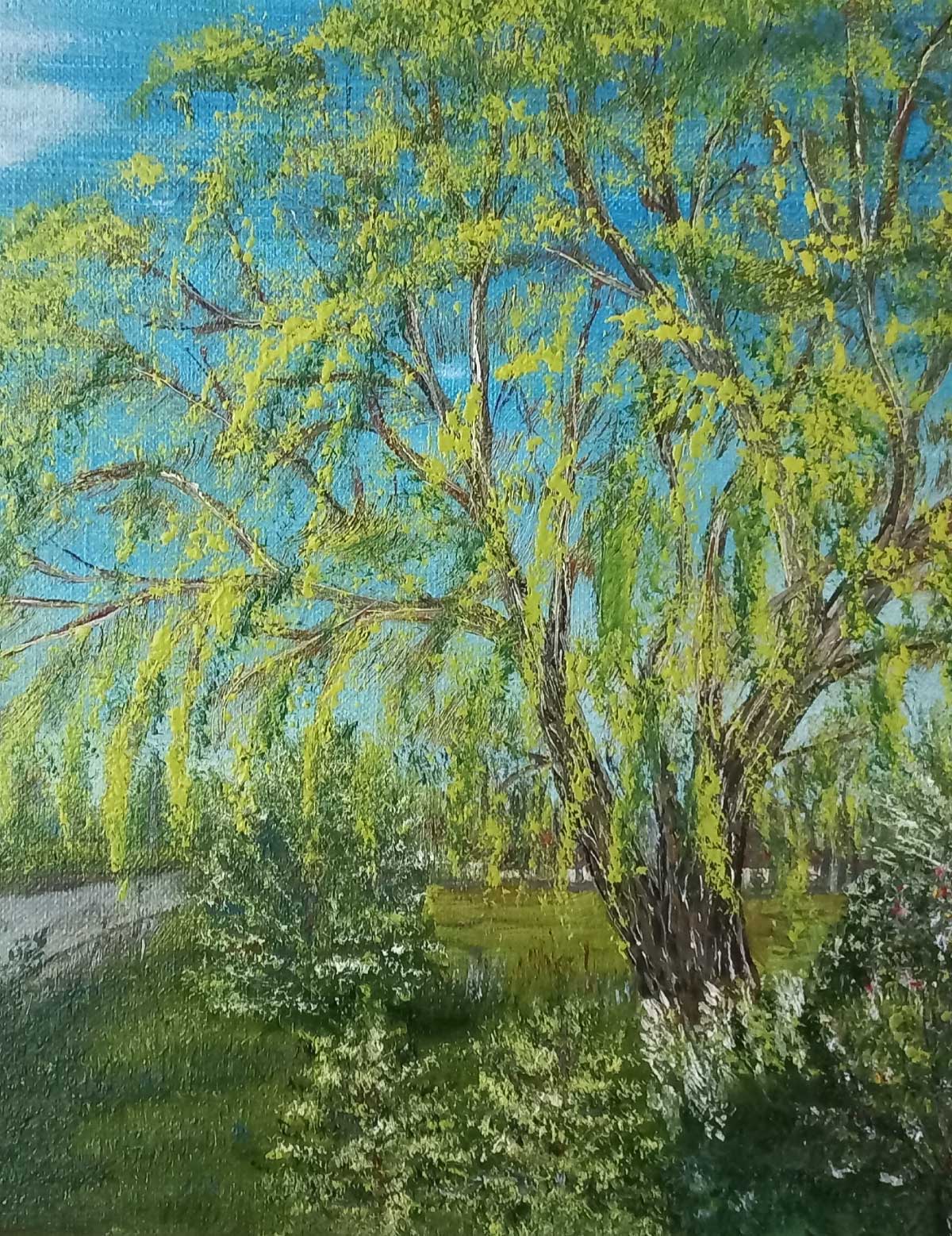 The willow is blooming