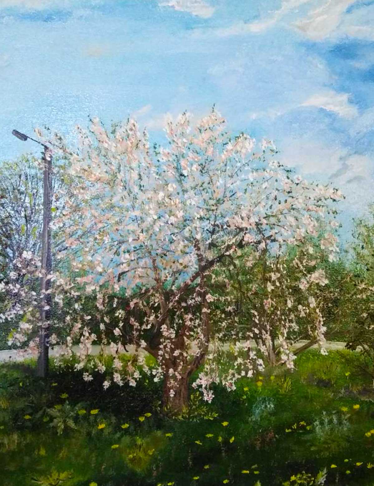 Cherry blossoms